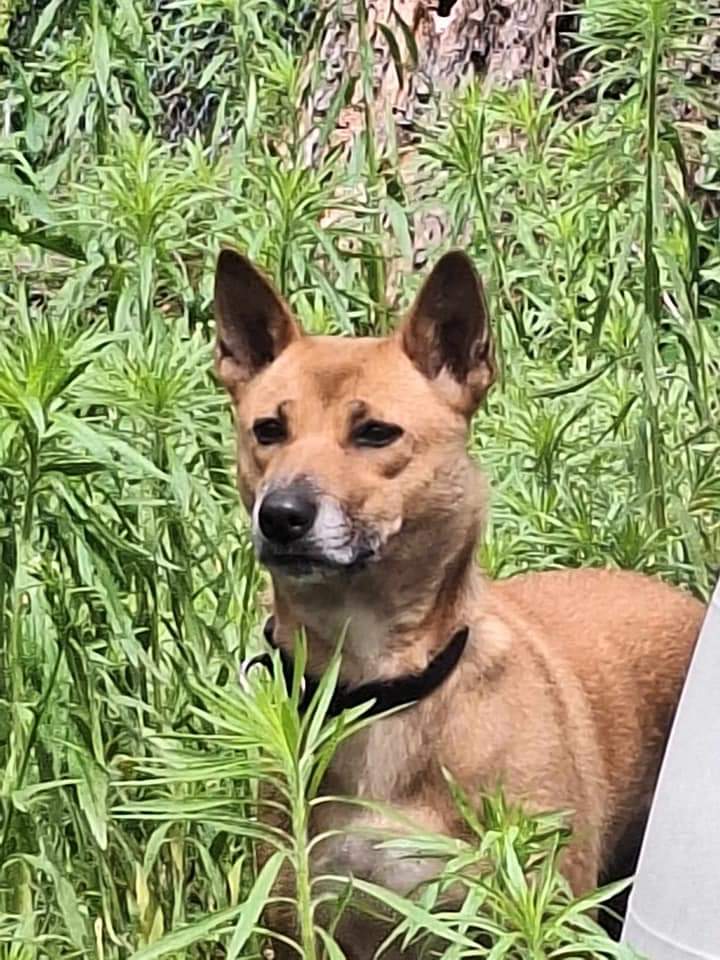 Enlarge Dinga, a Adopted New Guinea Singing Dog in Muskegon, MI image 1/5