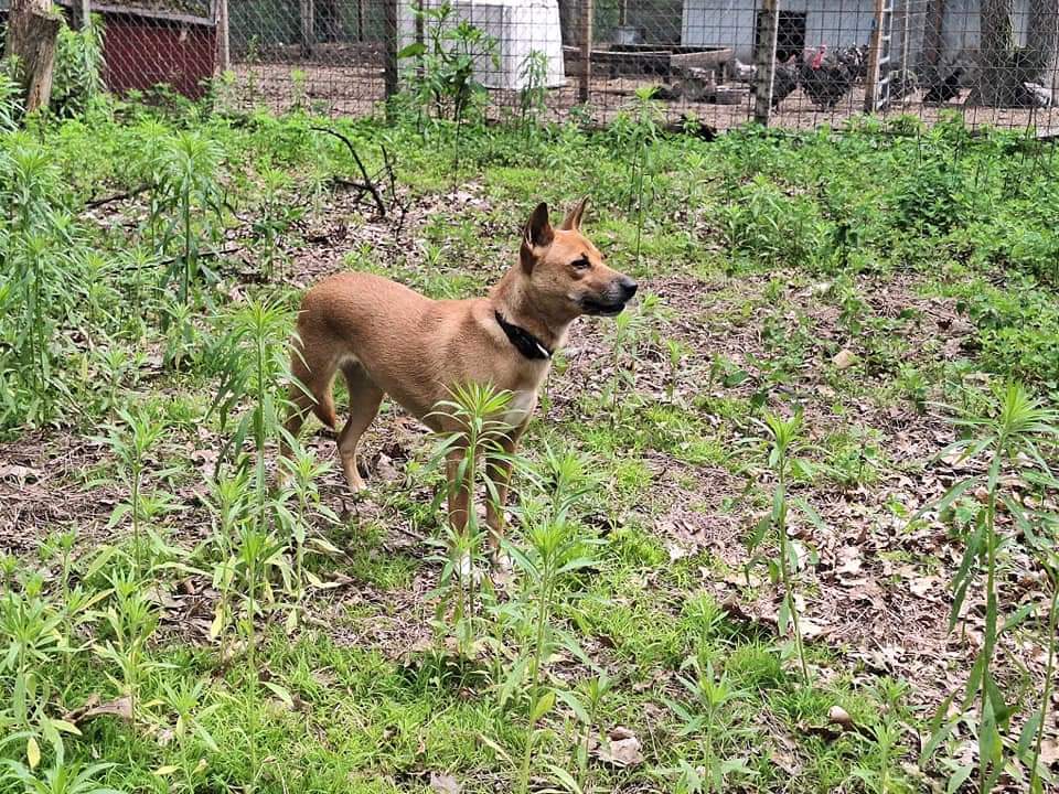 Enlarge Dinga, a Adopted New Guinea Singing Dog in Muskegon, MI image 4/5