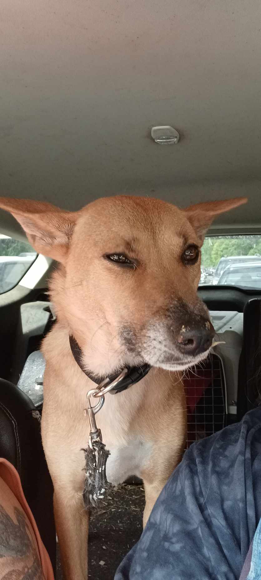 Enlarge Dinga, a Adopted New Guinea Singing Dog in Muskegon, MI image 2/5