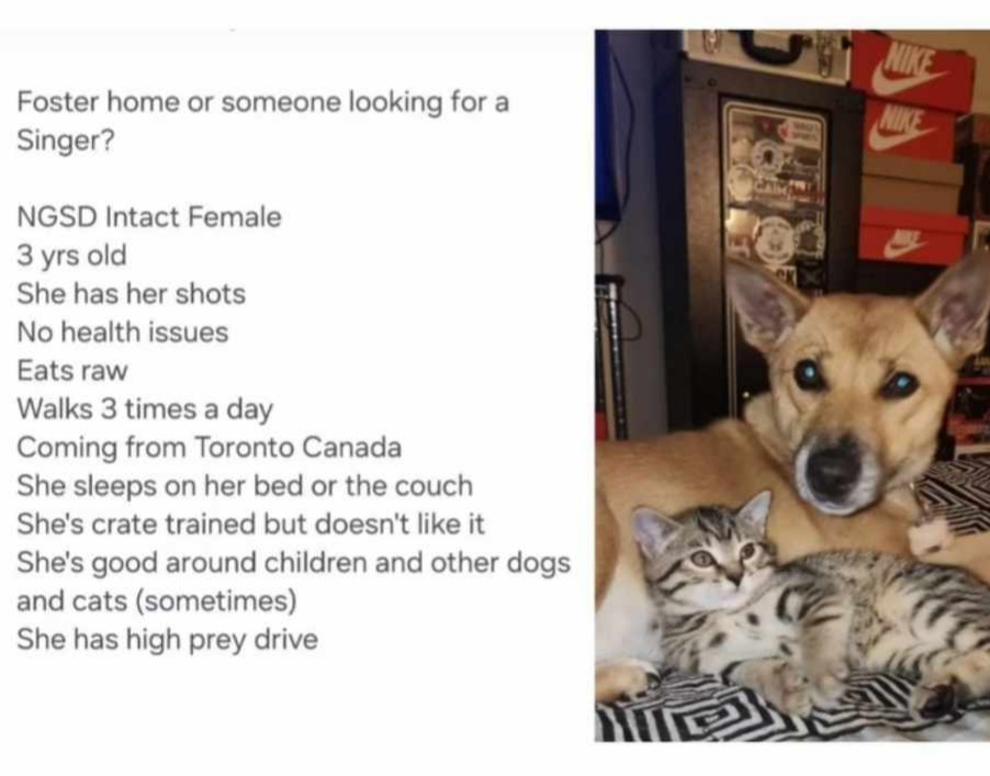 Enlarge Dinga, a Adopted New Guinea Singing Dog in Muskegon, MI image 3/5