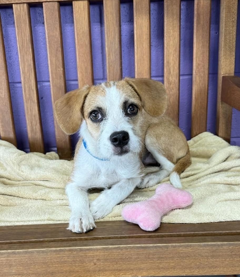 **MAIZE**, Adoptable, Puppy Female Terrier.