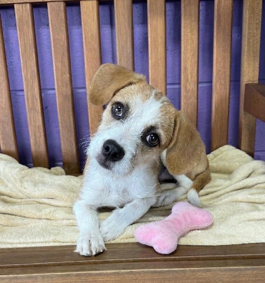 Enlarge **MAIZE**, a Adoptable Terrier in North Prairie, WI image 2/2