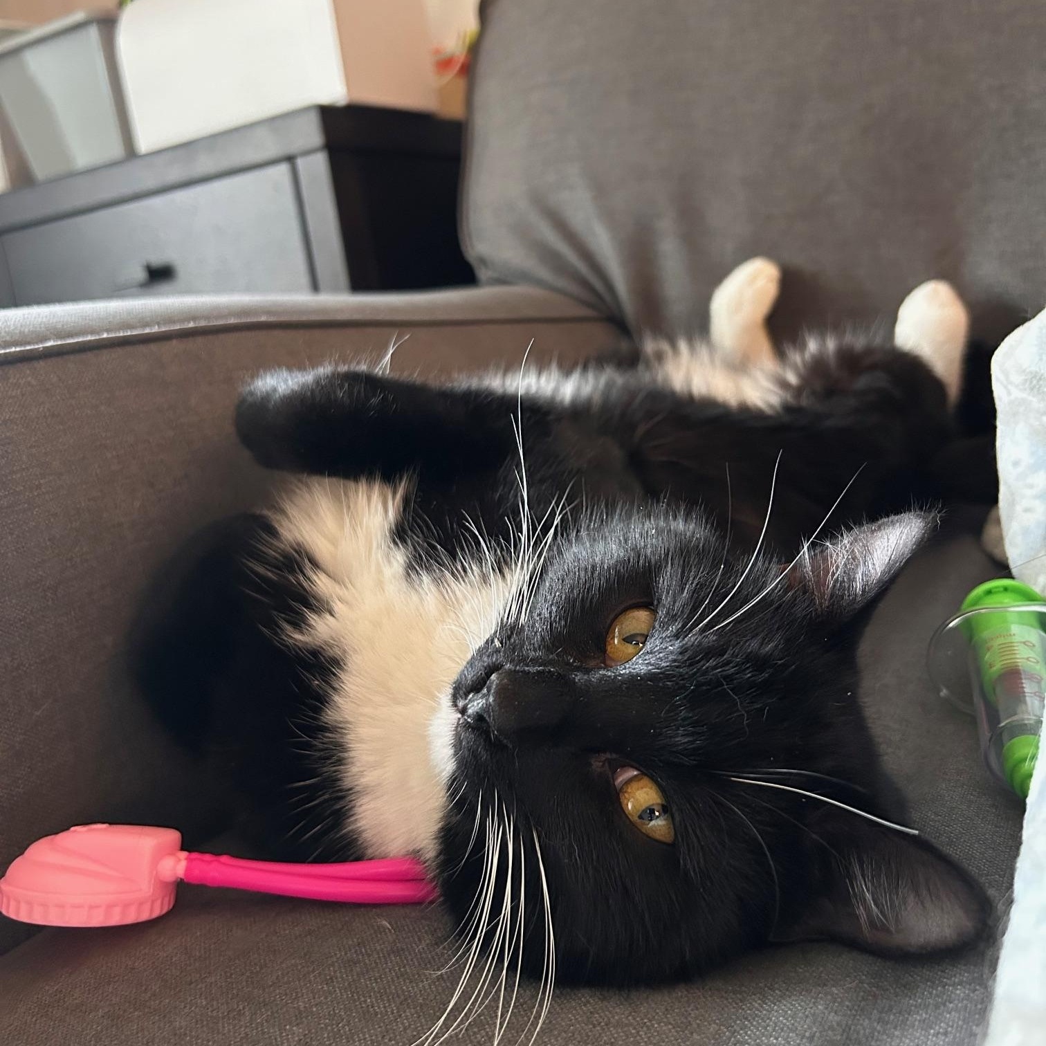 Enlarge Bentley, an adopted Domestic Short Hair in Renton , WA image 2/6