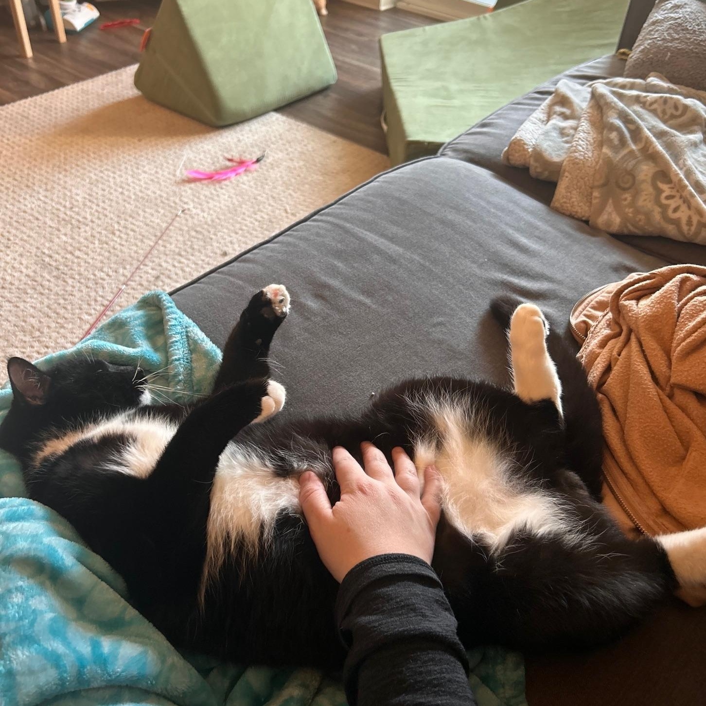 Enlarge Bentley, an adopted Domestic Short Hair in Renton , WA image 3/6