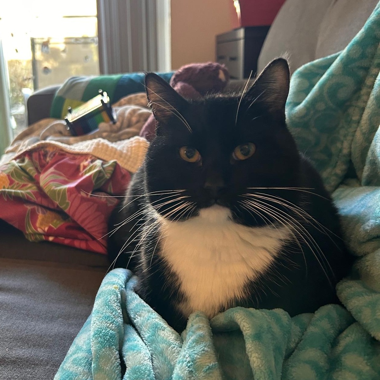 Enlarge Bentley, an adopted Domestic Short Hair in Renton , WA image 6/6