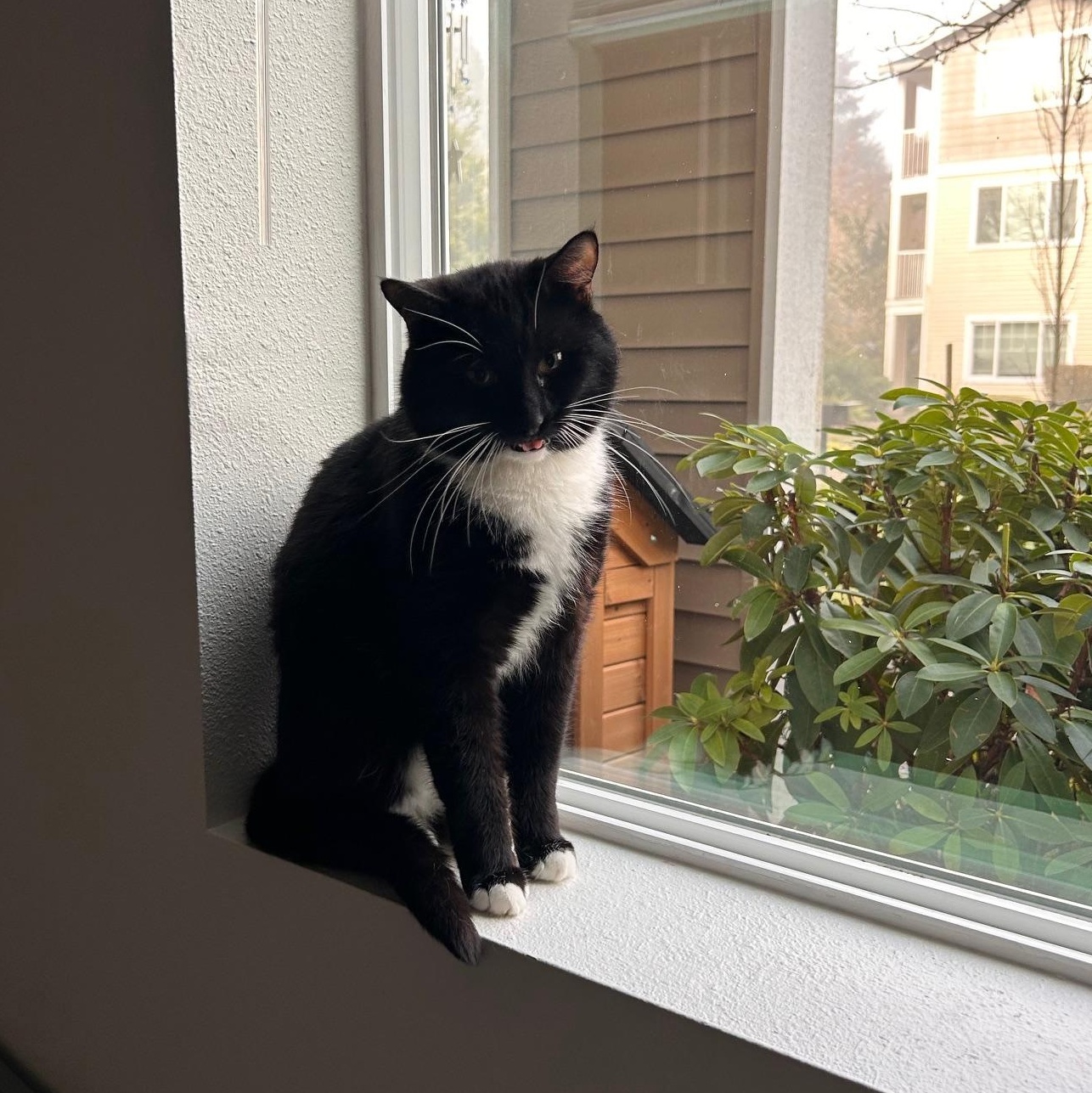 Enlarge Bentley, an adopted Domestic Short Hair in Renton , WA image 4/6