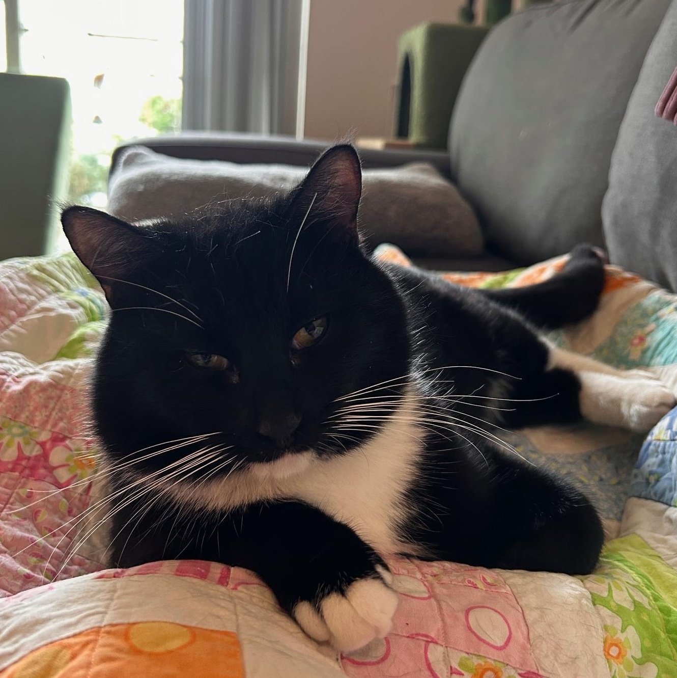 Enlarge Bentley, an adopted Domestic Short Hair in Renton , WA image 1/6