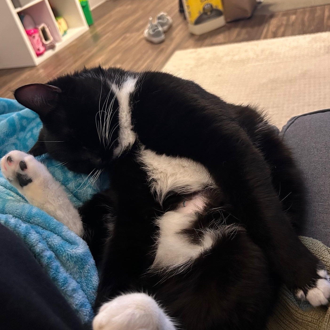 Enlarge Bentley, an adopted Domestic Short Hair in Renton , WA image 5/6