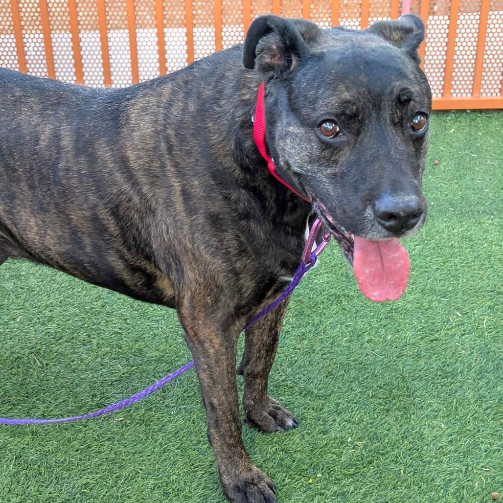 Enlarge Nova, a Adoptable Pit Bull Terrier in Las Vegas, NV image 1/4
