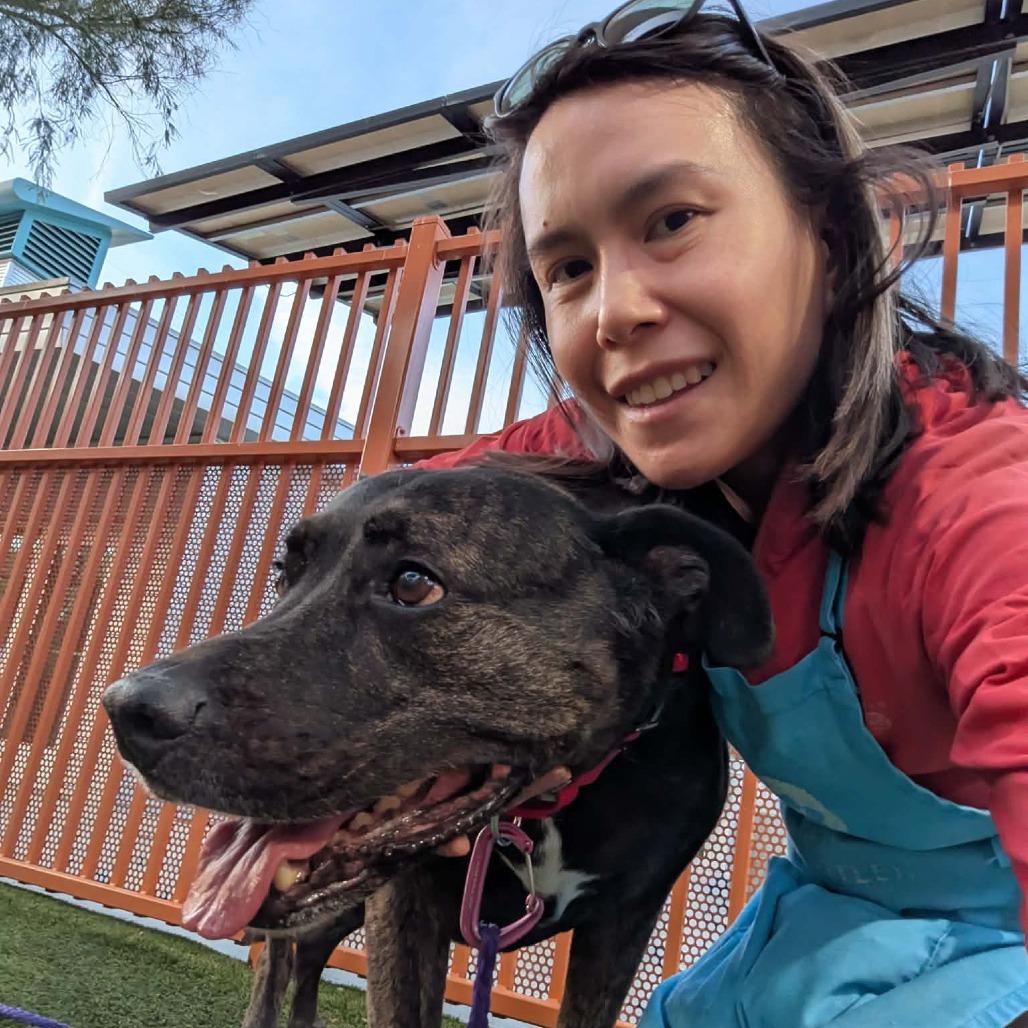 Enlarge Nova, a Adoptable Pit Bull Terrier in Las Vegas, NV image 2/4