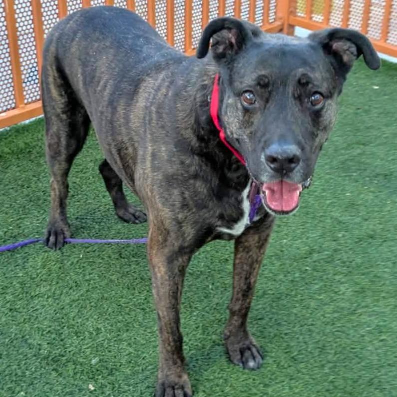 Enlarge Nova, a Adoptable Pit Bull Terrier in Las Vegas, NV image 3/4