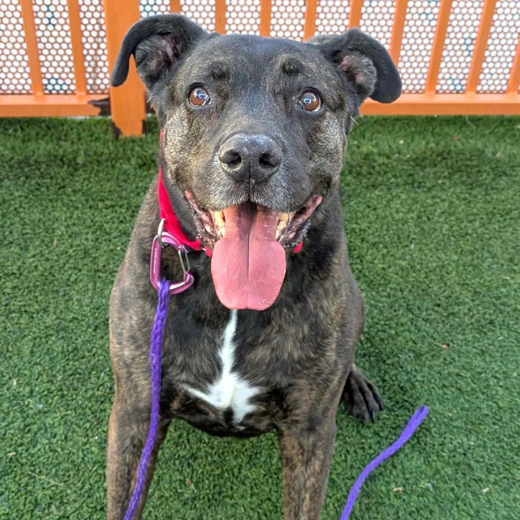 Enlarge Nova, a Adoptable Pit Bull Terrier in Las Vegas, NV image 4/4