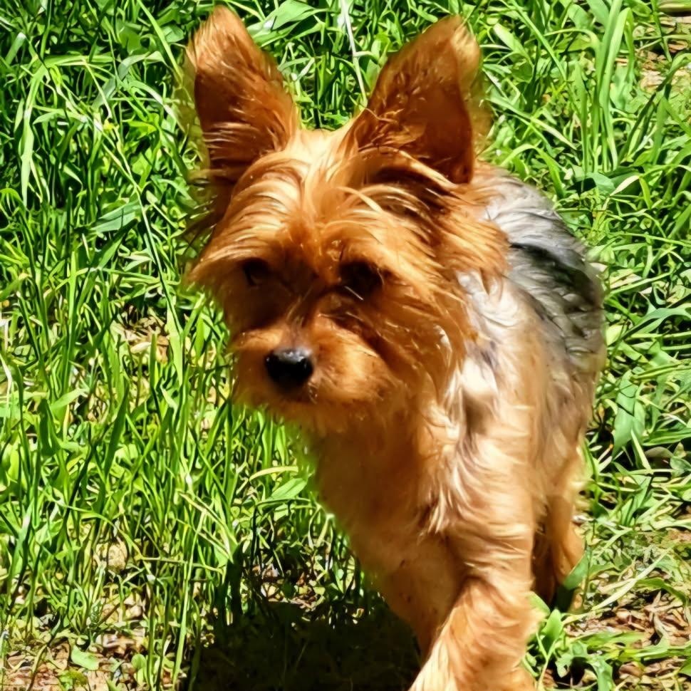 Jazzie, Adoptable, Adult Female Yorkshire Terrier.