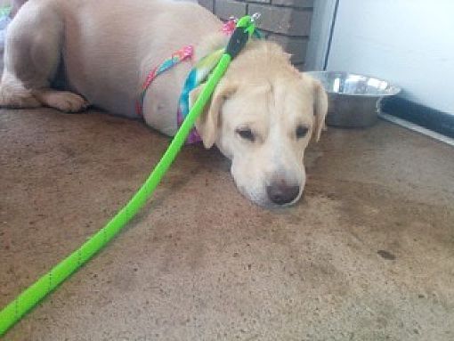 Dandy, a Adoptable mixed breed in Fort Wayne, IN image 2/4