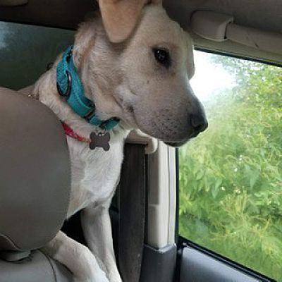 Dandy, a Adoptable mixed breed in Fort Wayne, IN image 1/4