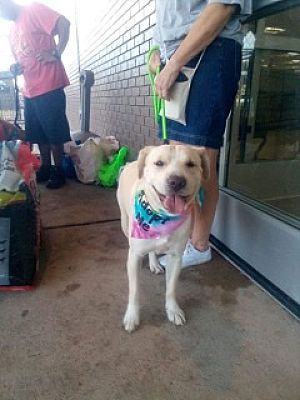 Dandy, a Adoptable mixed breed in Fort Wayne, IN image 3/4