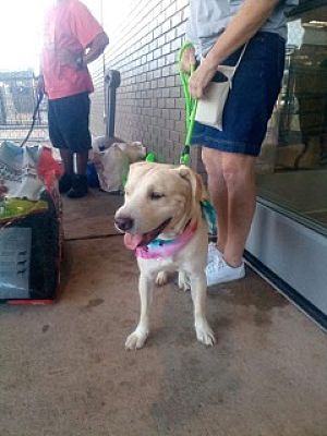 Dandy, a Adoptable mixed breed in Fort Wayne, IN image 4/4