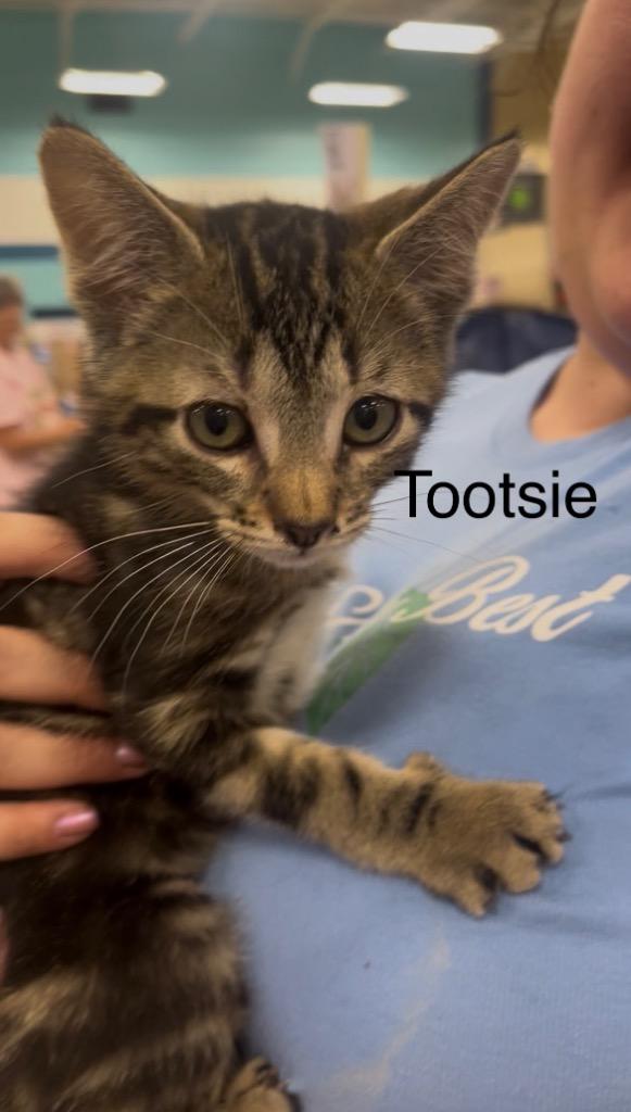 Enlarge Tootsie, a Adoptable mixed breed in Spring, TX image 1/3
