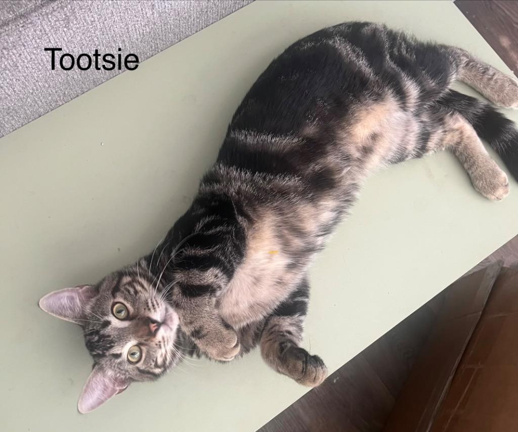 Enlarge Tootsie, a Adoptable mixed breed in Spring, TX image 2/3