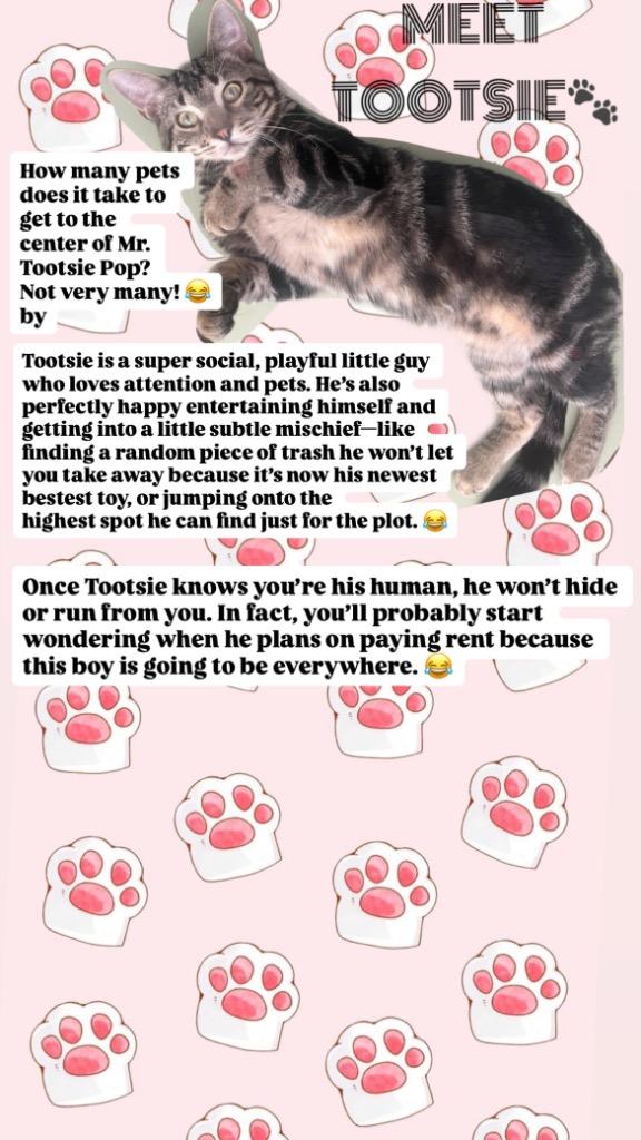 Enlarge Tootsie, a Adoptable mixed breed in Spring, TX image 3/3