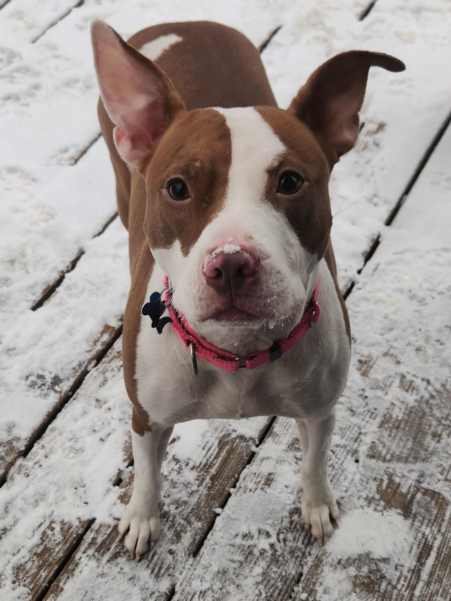 Enlarge Dorothea - Fee Waived!, a Adoptable mixed breed in Warrenville, IL image 3/6