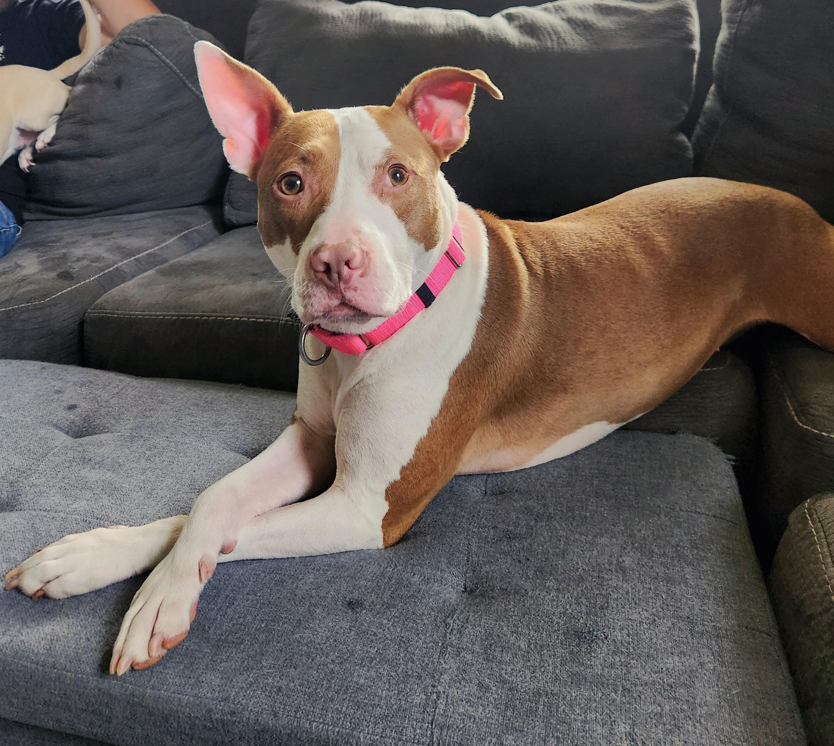 Dorothea - Fee Waived!, Adoptable, Adult Female Pit Bull Terrier & Mixed Breed.