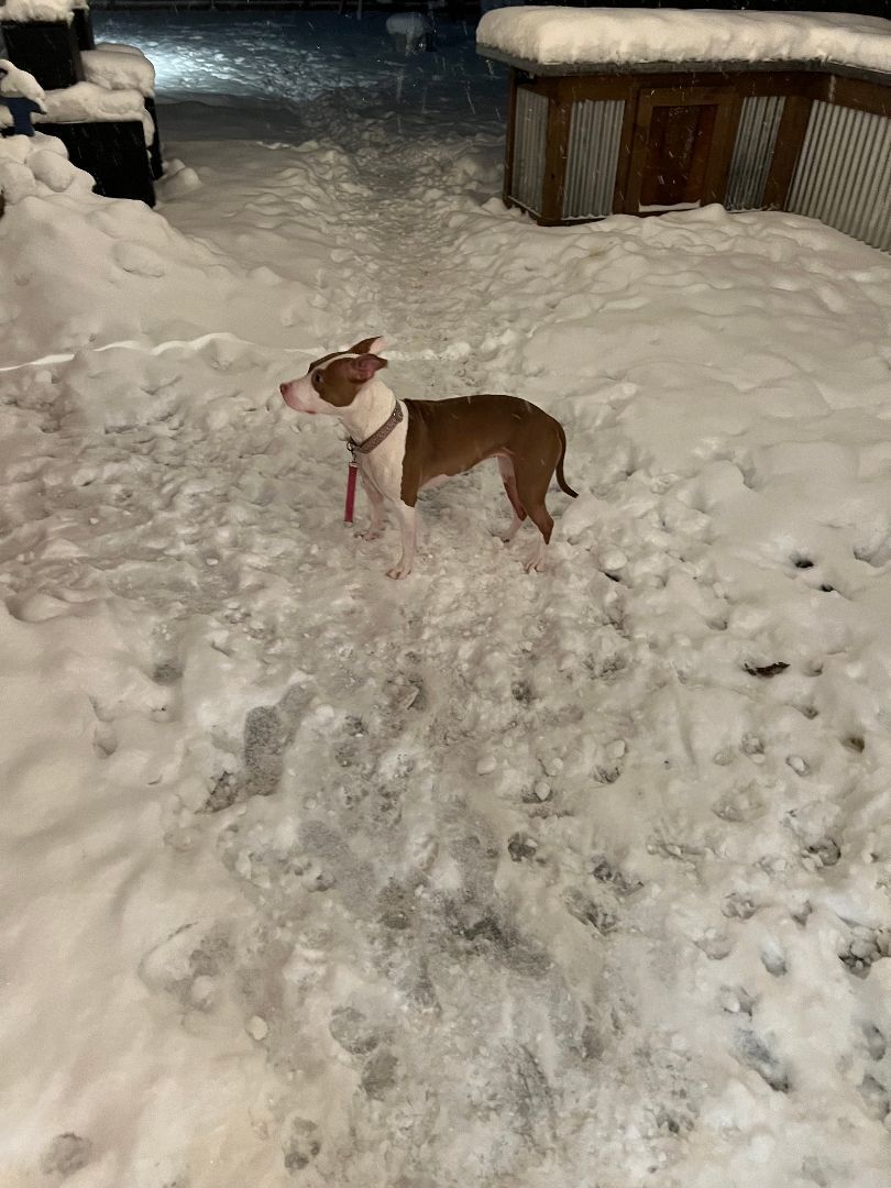 Enlarge Dorothea - Fee Waived!, a Adoptable mixed breed in Warrenville, IL image 1/10