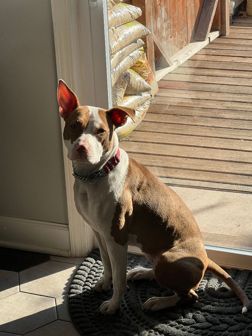 Enlarge Dorothea - Fee Waived!, a Adoptable mixed breed in Warrenville, IL image 2/10