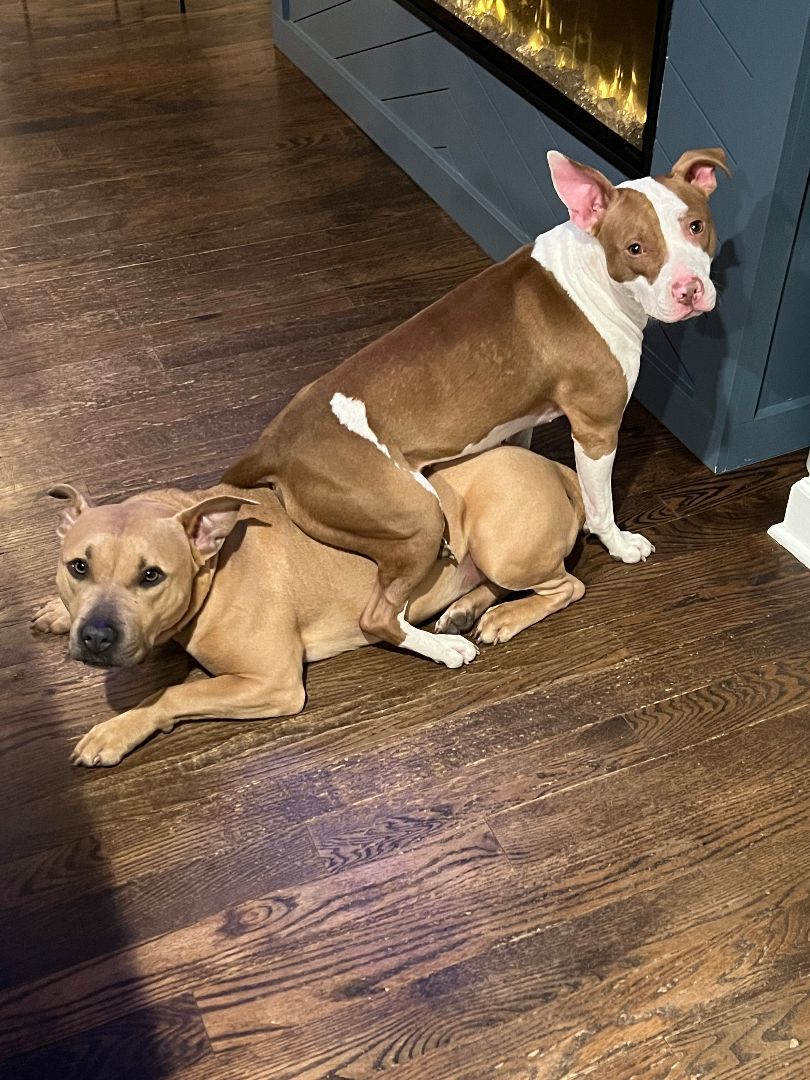 Enlarge Dorothea - Fee Waived!, a Adoptable mixed breed in Warrenville, IL image 3/10