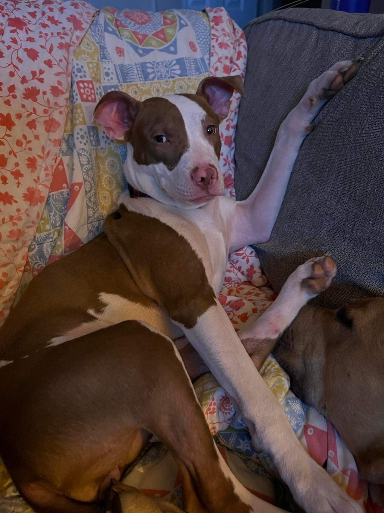 Enlarge Dorothea - Fee Waived!, a Adoptable mixed breed in Warrenville, IL image 4/10