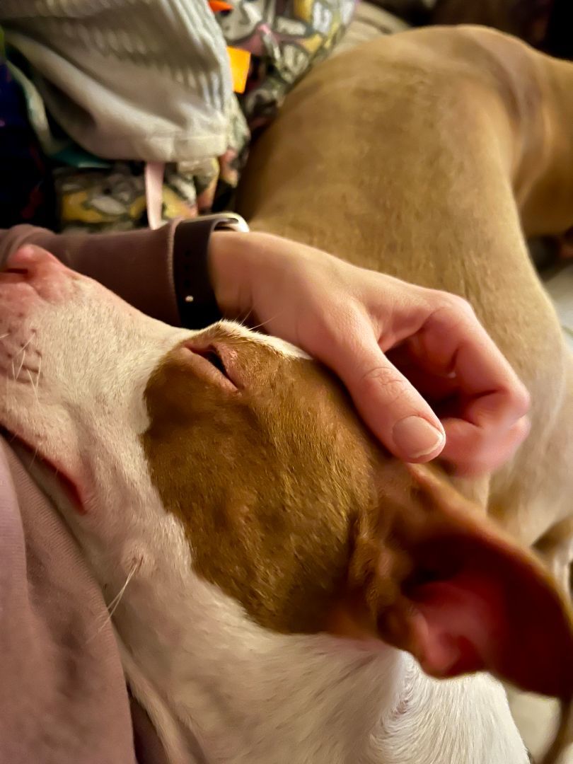 Enlarge Dorothea - Fee Waived!, a Adoptable mixed breed in Warrenville, IL image 5/10