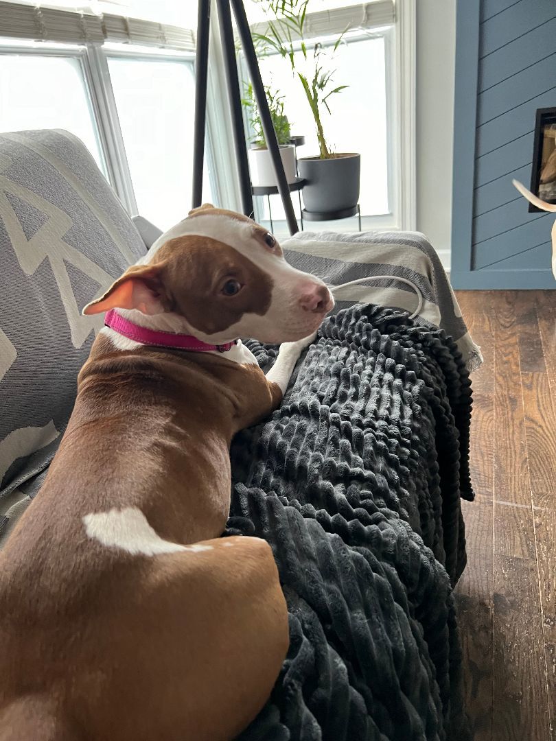 Enlarge Dorothea - Fee Waived!, a Adoptable mixed breed in Warrenville, IL image 6/10