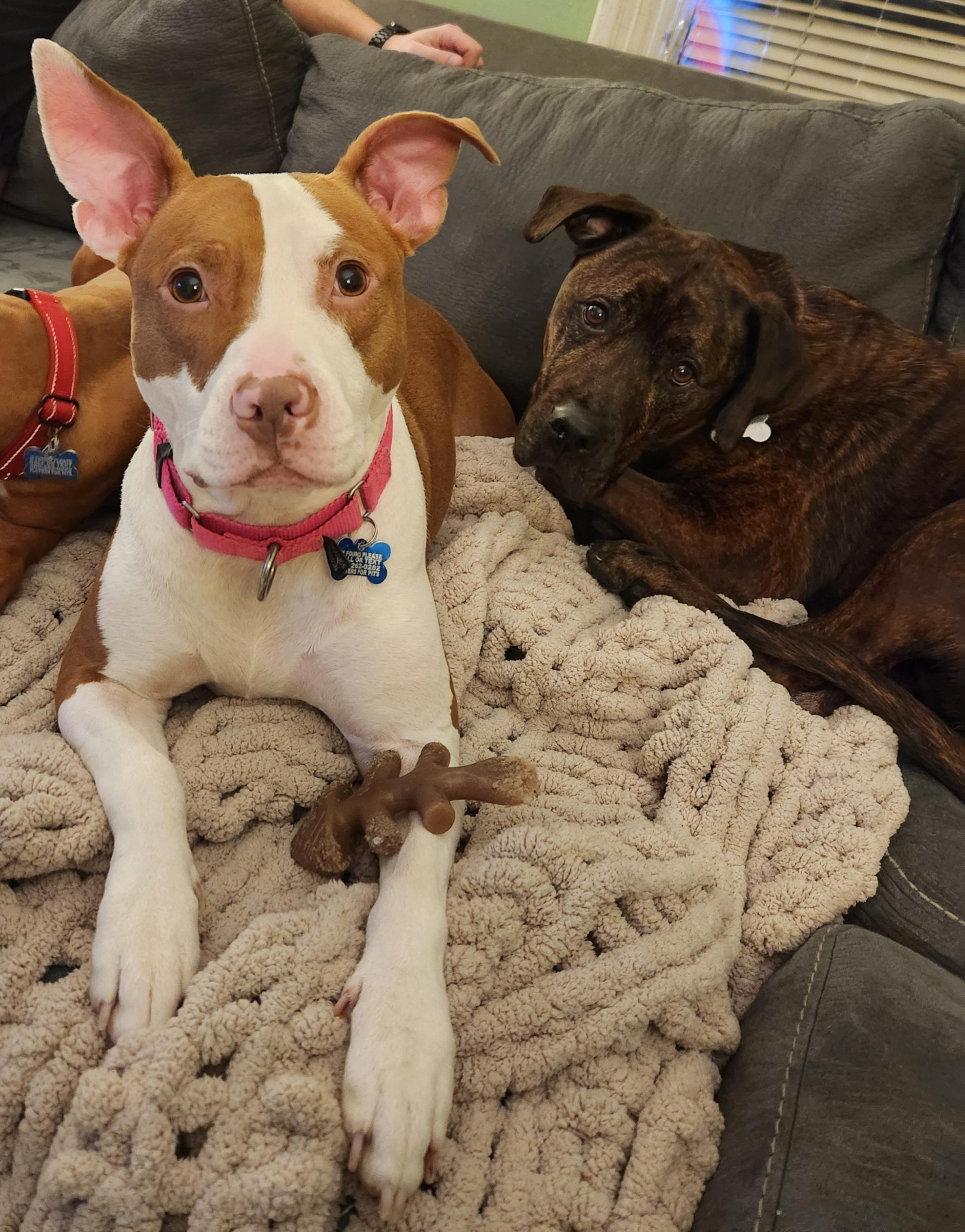 Enlarge Dorothea - Fee Waived!, a Adoptable mixed breed in Warrenville, IL image 2/6