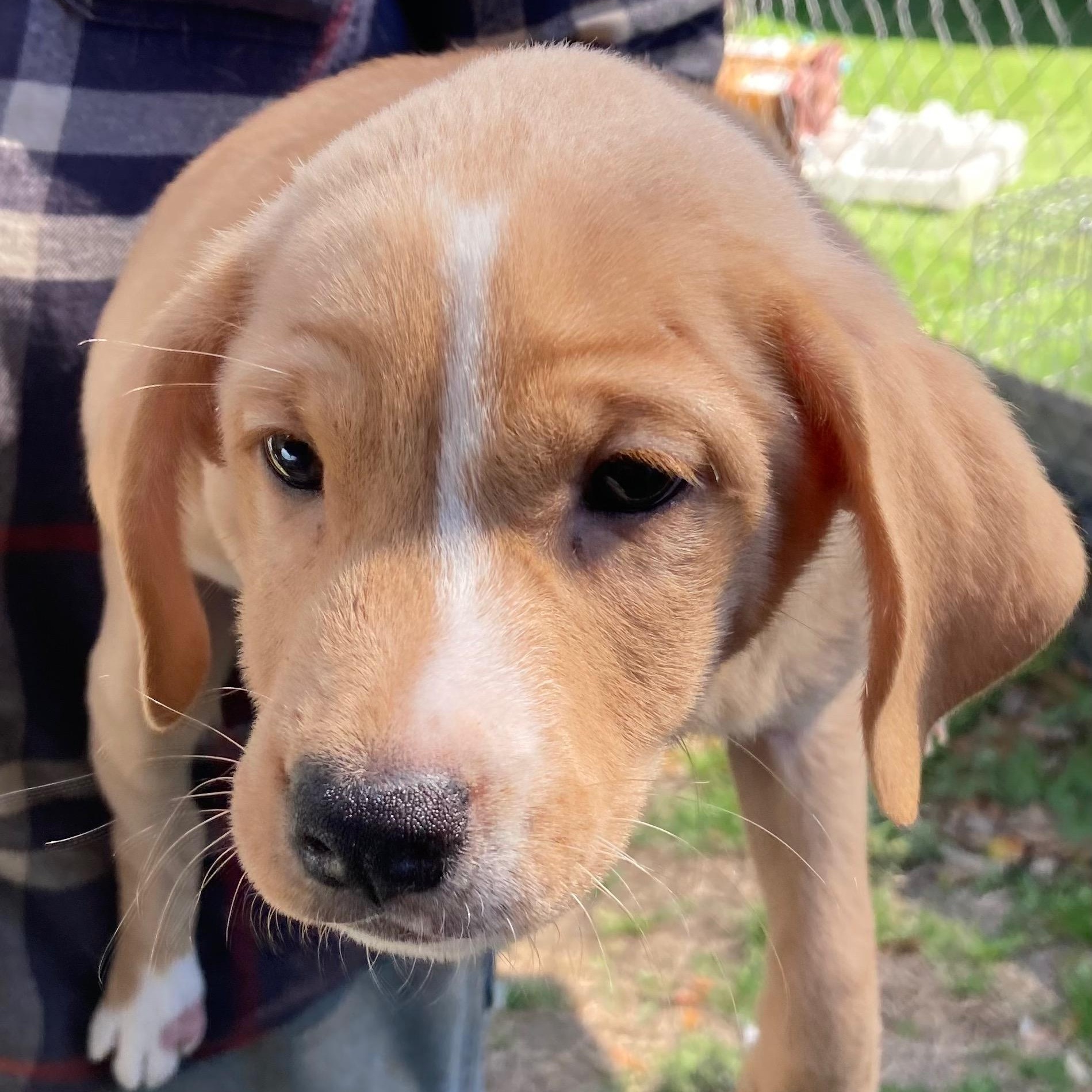 Cupid, ADOPTABLE, Puppy Male Labrador Retriever.