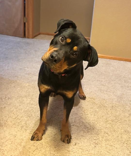 Nate, ADOPTABLE, Young Male Rottweiler.