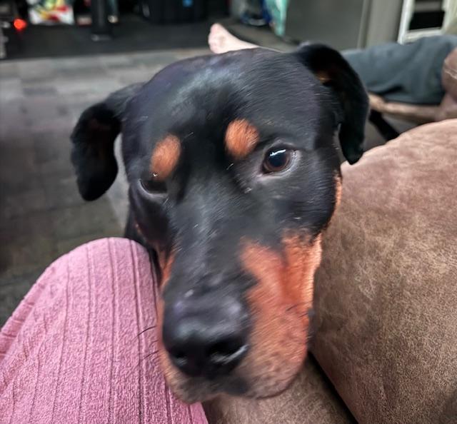 Nate, a ADOPTABLE Rottweiler in Aspen, CO image 3/5