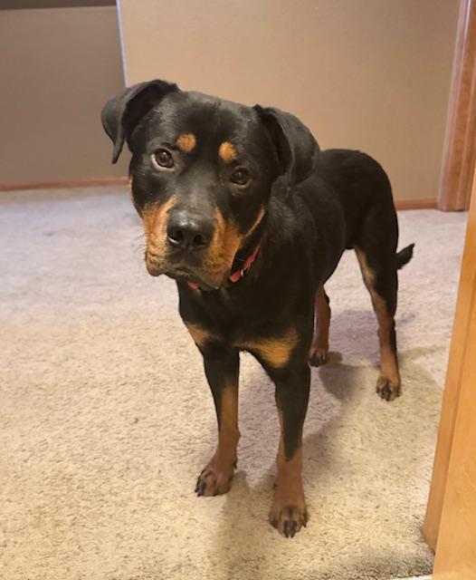 Nate, a ADOPTABLE Rottweiler in Aspen, CO image 4/5