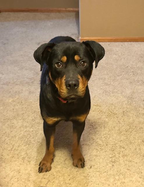 Nate, a ADOPTABLE Rottweiler in Aspen, CO image 2/5