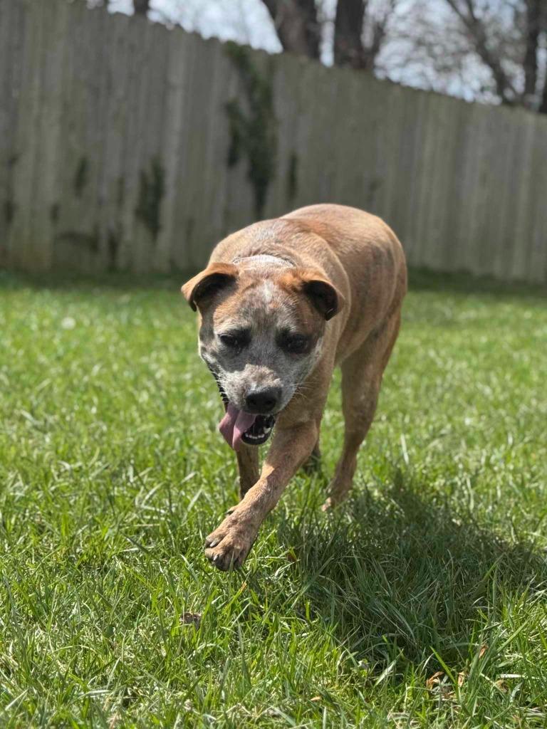 Honey, Adoptable, Young Female Akita.