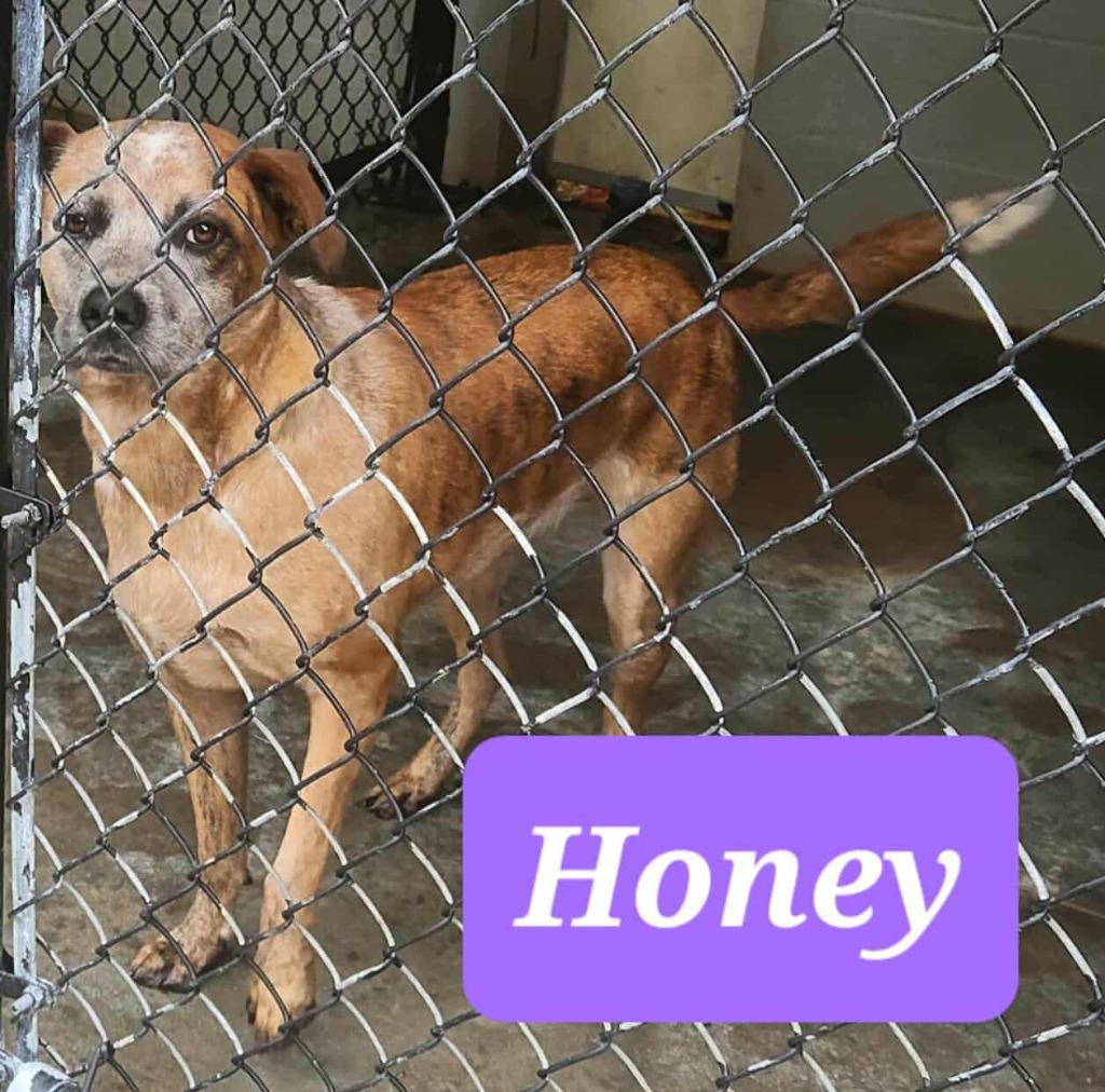 Enlarge Honey, a Adoptable Akita in Republic, MO image 2/3