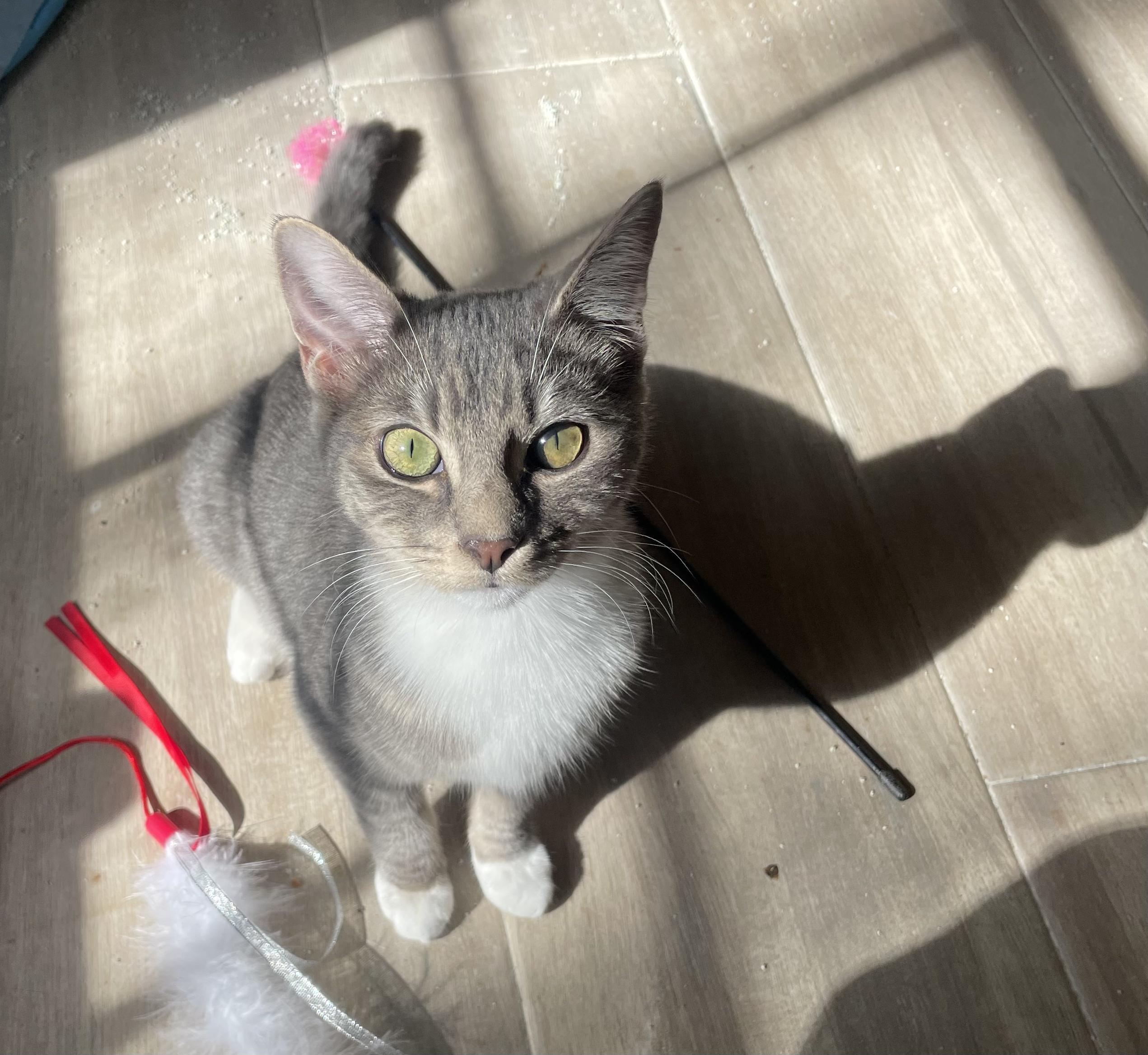 Bryce-Portofino PetSmart