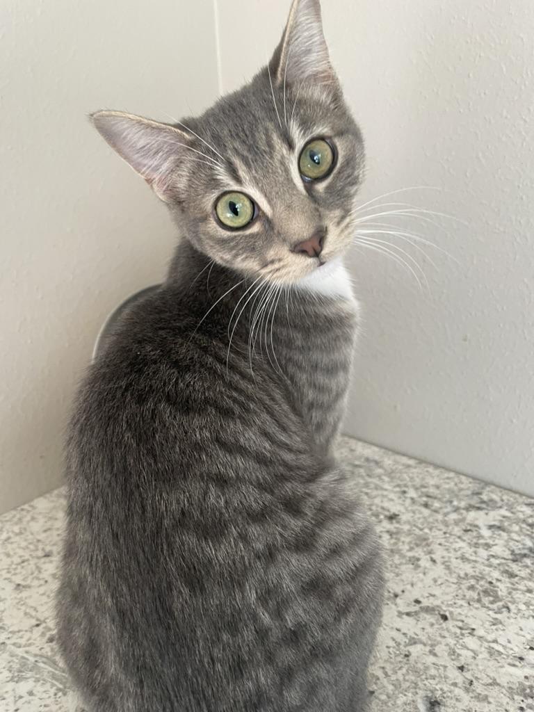 Bryce-Portofino PetSmart — thumbnail 2