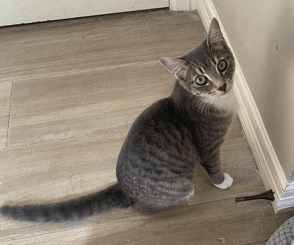 Bryce-Portofino PetSmart