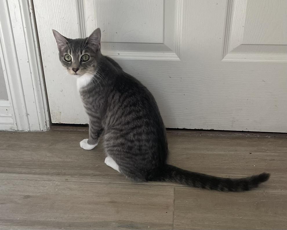 Bryce-Portofino PetSmart