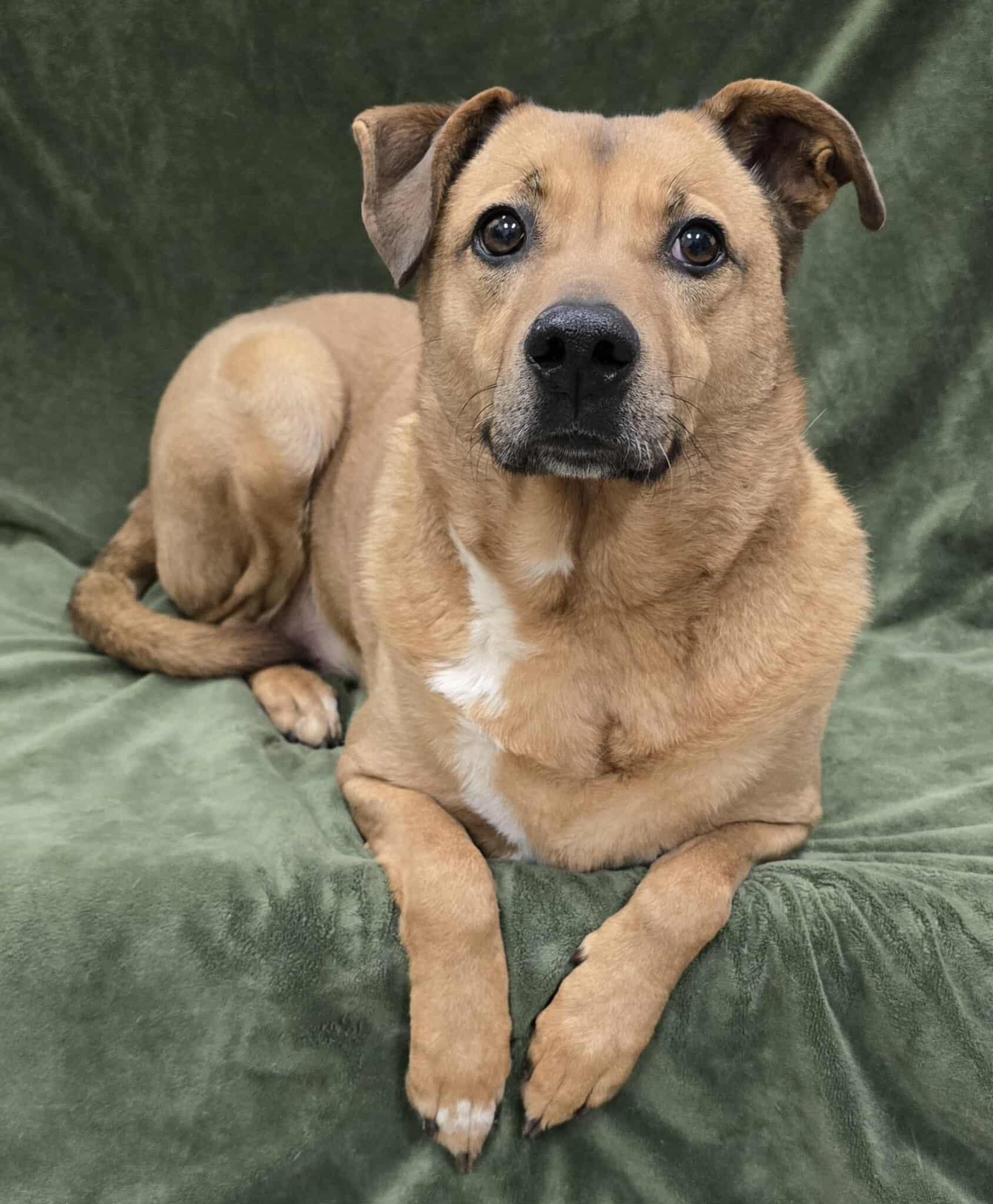 Enlarge Ziti, an adopted Mixed Breed in Frankfort, IN image 3/4