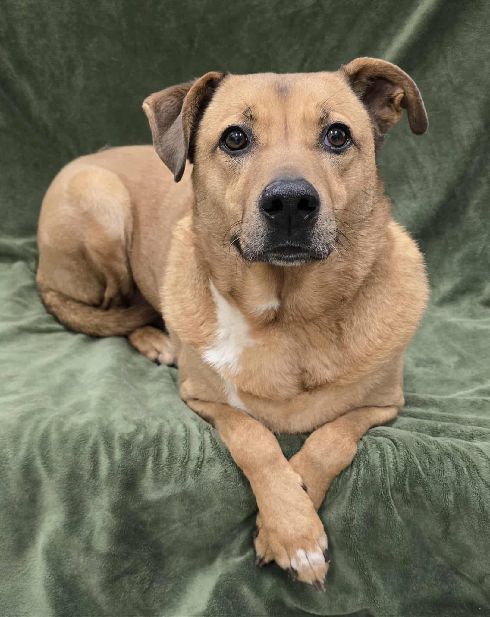 Ziti, adopted, Senior Male Mixed Breed.
