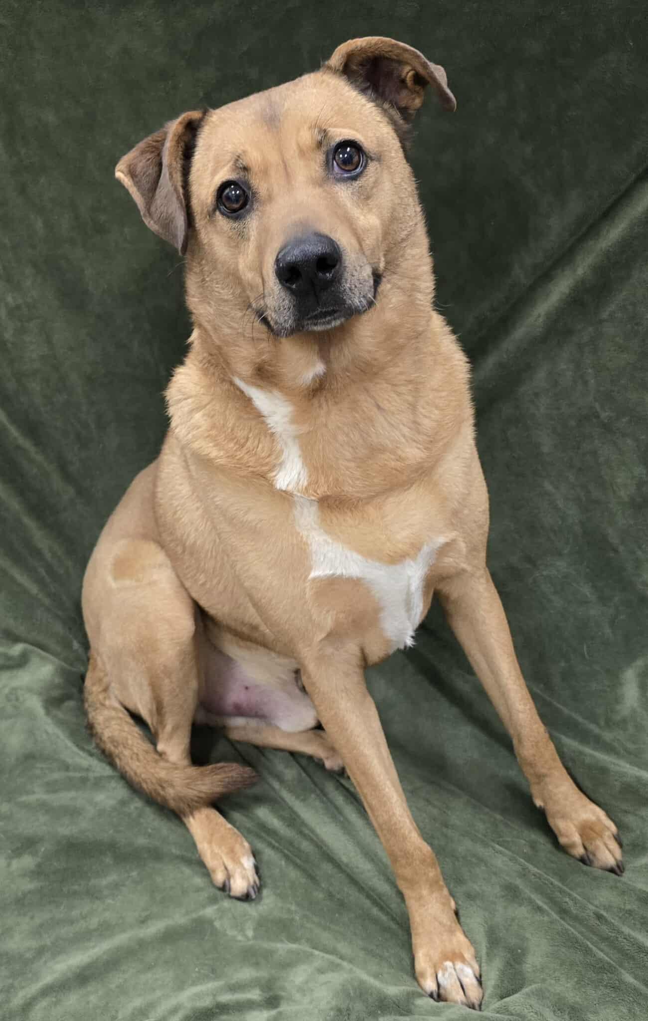 Enlarge Ziti, an adopted Mixed Breed in Frankfort, IN image 4/4