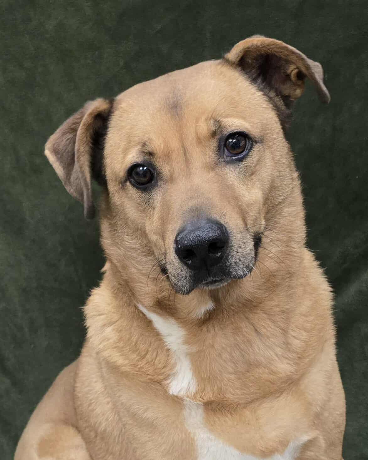 Enlarge Ziti, an adopted Mixed Breed in Frankfort, IN image 2/4