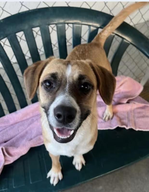 Enlarge Caramel, an adopted mixed breed in Canoga Park, CA image 2/3