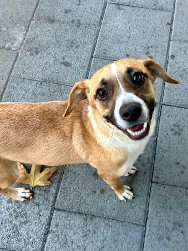 Enlarge Caramel, an adopted mixed breed in Canoga Park, CA image 3/3